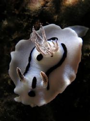 Ghost in Wakatobi reefs by Cipriano (ripli) Gonzalez 